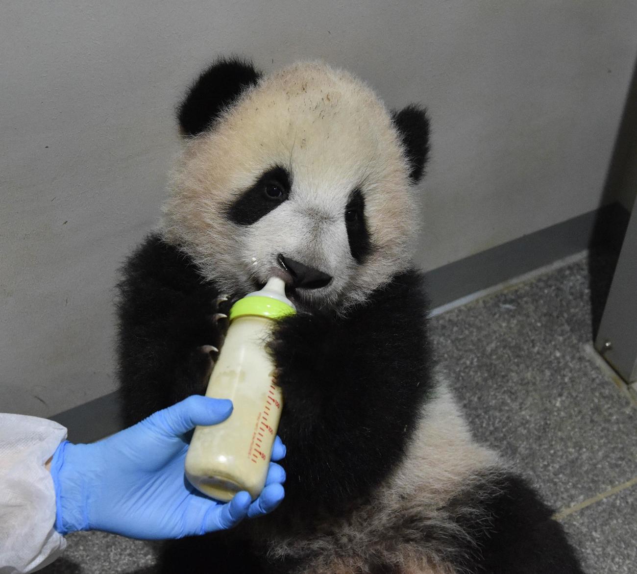 飼育員からほ乳瓶を受け取る雄のシャオシャオ。180日齢、12月20日撮影（東京動物園協会提供）
