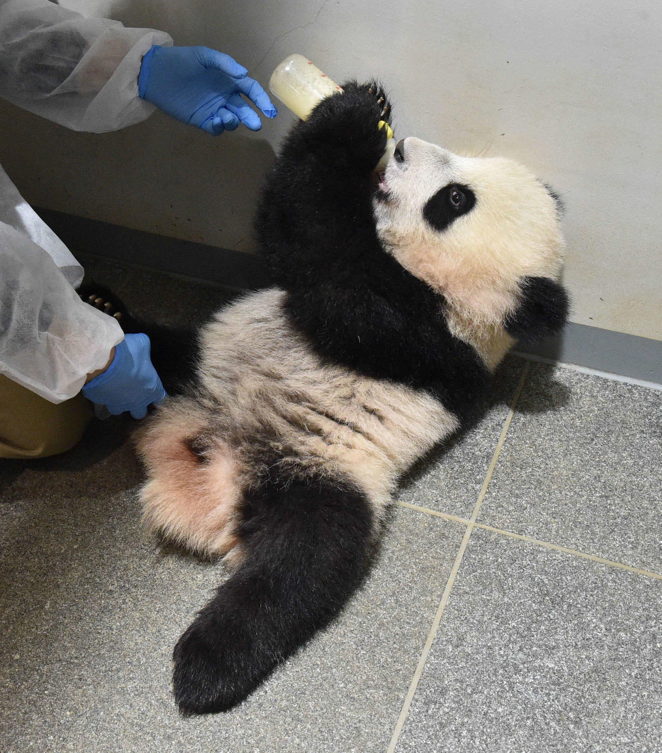 ほ乳瓶を抱えてミルクを飲むレイレイ。180日齢、12月20日撮影（東京動物園協会提供）