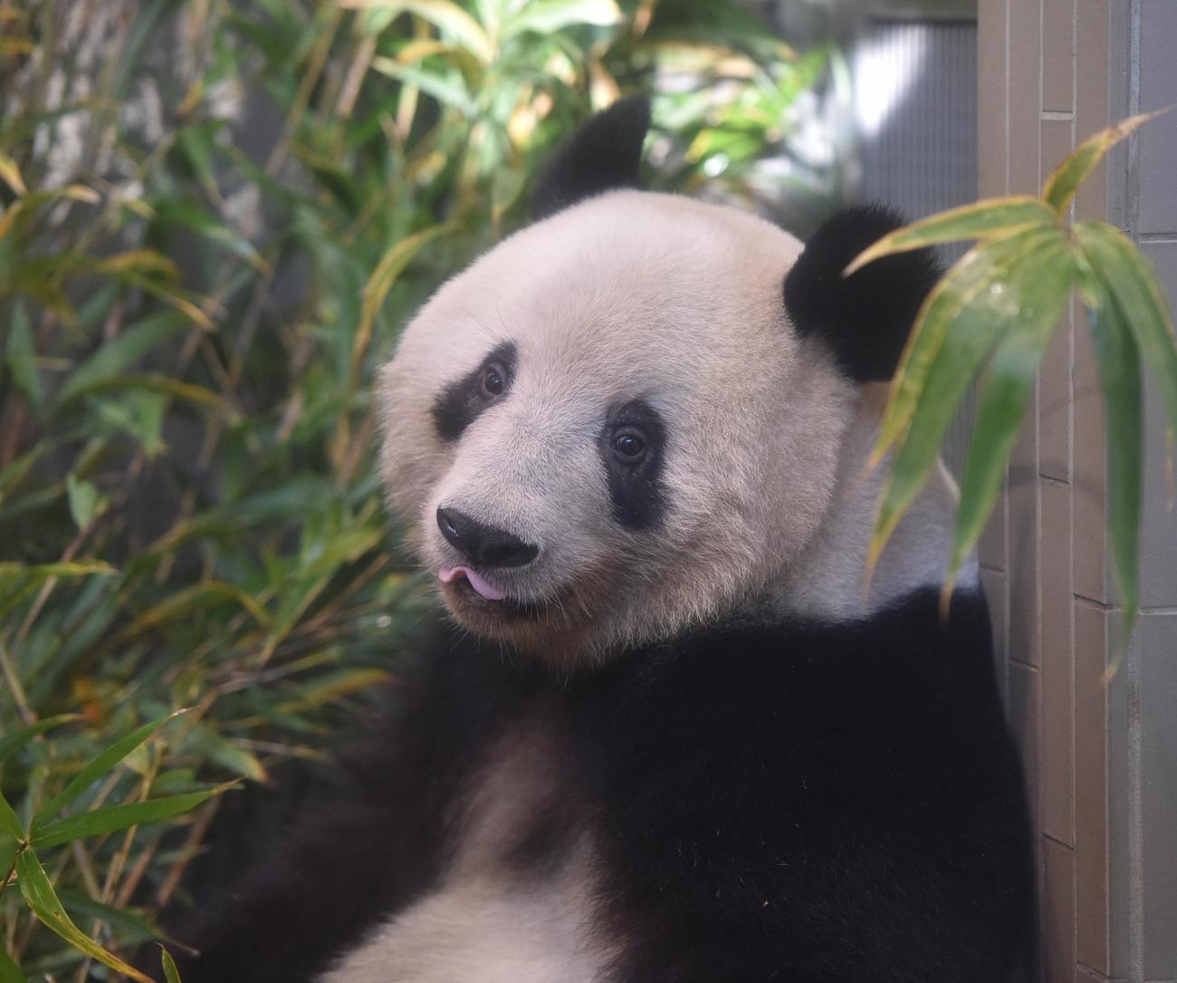 上野動物園のジャイアントパンダ。お姉さんのシャンシャン。12月20日撮影（東京動物園協会提供）