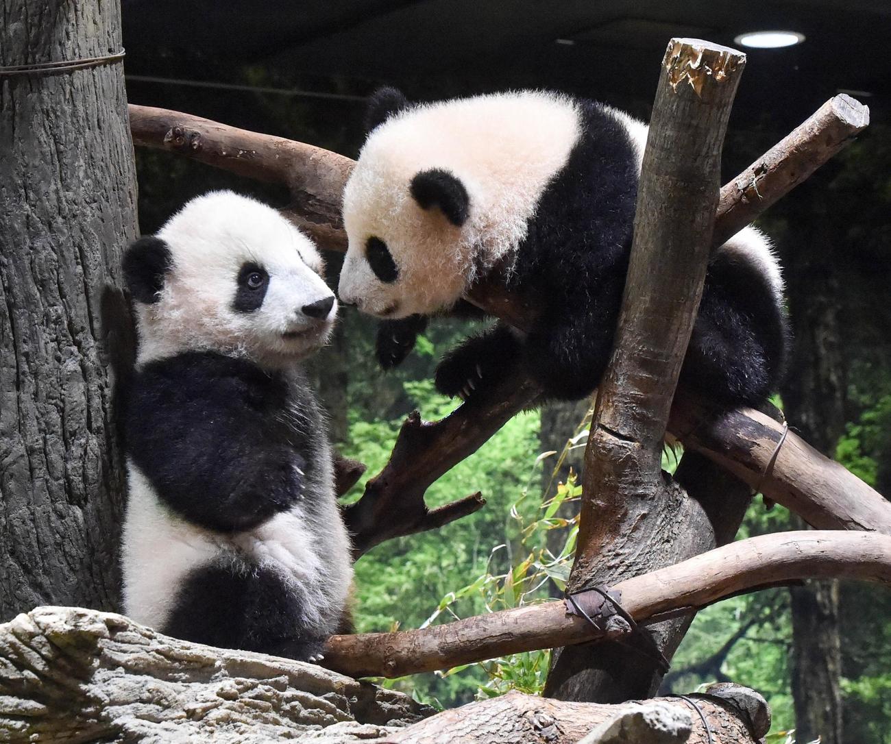 上野動物園の双子のジャイアントパンダ。左が雄のシャオシャオ、右が雌のレイレイ。187日齢、12月27日撮影（東京動物園協会提供）