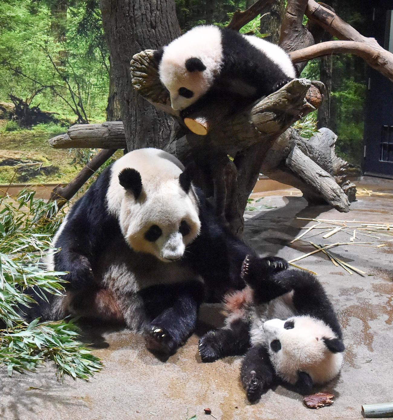 上野動物園、ジャイアントパンダの母親シンシンと双子たち。上が雄のシャオシャオ、下が雌のレイレイ。187日齢、12月27日撮影（東京動物園協会提供）