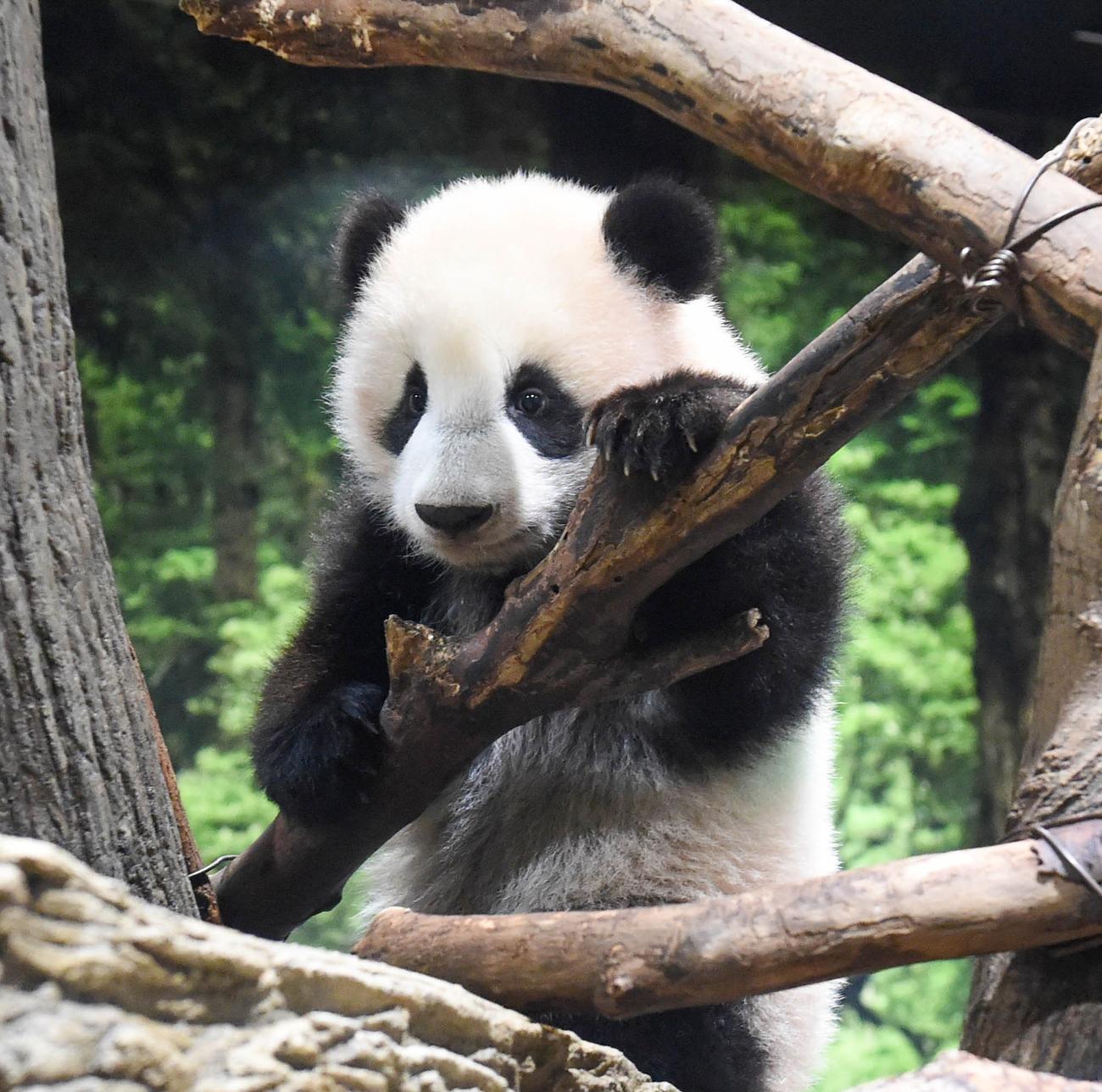 上野動物園の双子のジャイアントパンダ。雄のシャオシャオ。187日齢、12月27日撮影（東京動物園協会提供）