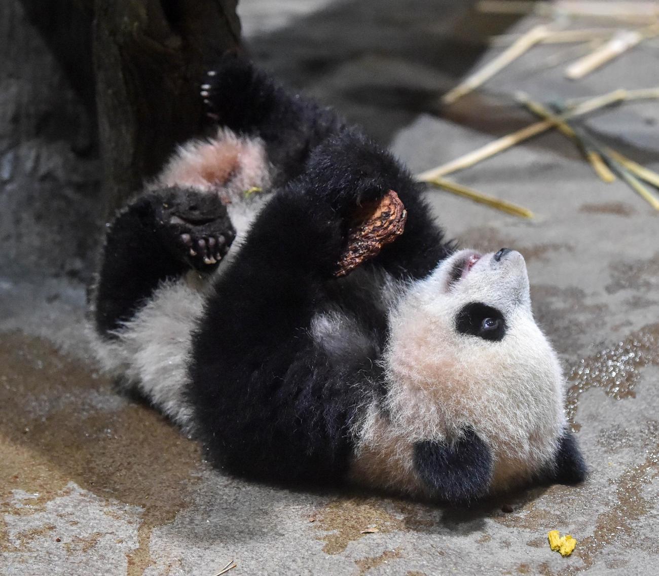 上野動物園の双子のジャイアントパンダ。雌のレイレイ。187日齢、12月27日撮影（東京動物園協会提供）