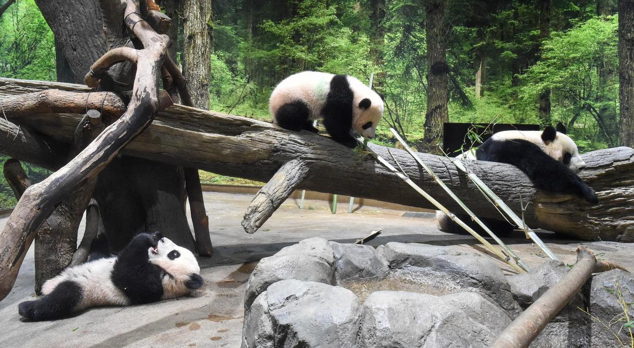 上野動物園のジャイアントパンダ。左から雌のレイレイ、雄のシャオシャオ（ともに194日齢）と母親シンシン。3日撮影（東京動物園協会提供）
