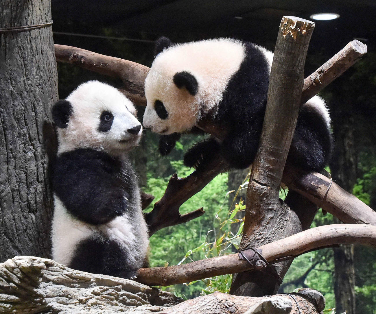 昨年12月27日に撮影された上野動物園の双子のジャイアントパンダ。左が雄のシャオシャオ、右が雌のレイレイ。187日齢（東京動物園協会提供）