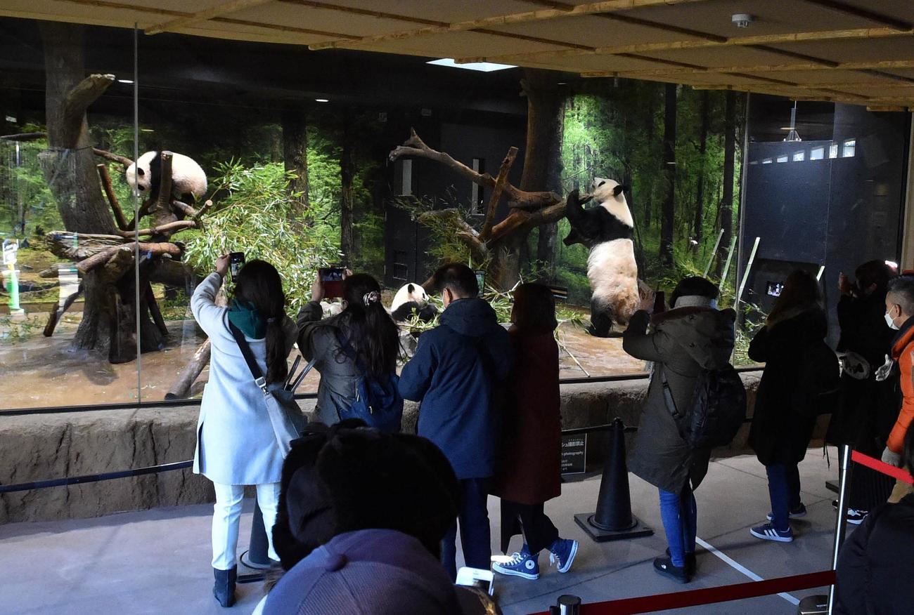 上野動物園、双子のジャイアントパンダの公開初日、観覧の様子。1月12日撮影（東京動物園協会提供）