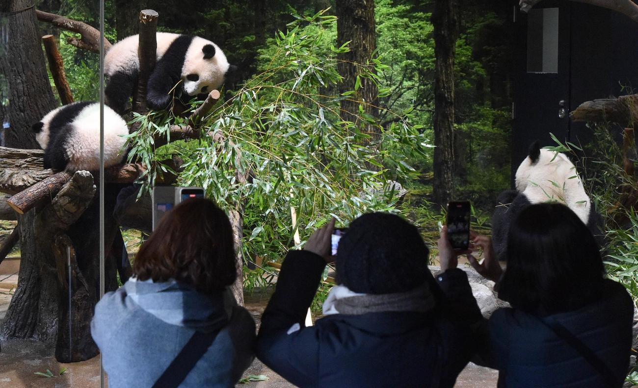 上野動物園、双子のジャイアントパンダの公開初日、観覧の様子。1月12日撮影（東京動物園協会提供）