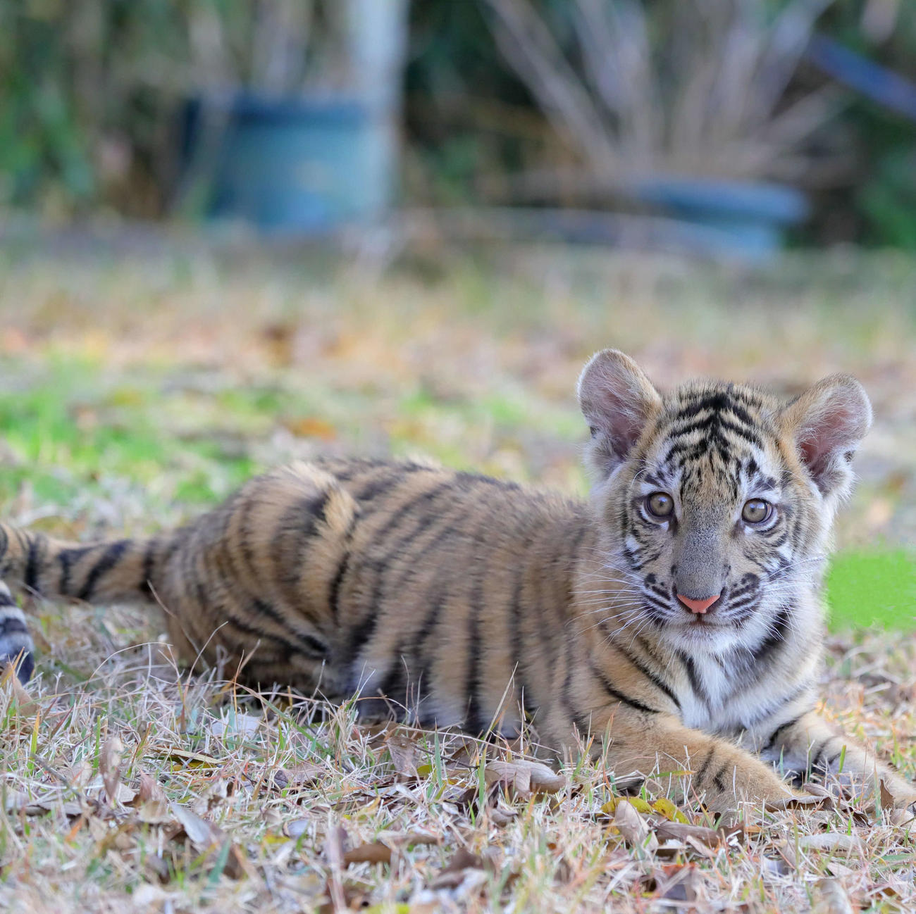 寝そべる「しろとり動物園」のベンガルトラの赤ちゃんムク（しろとり動物園提供）