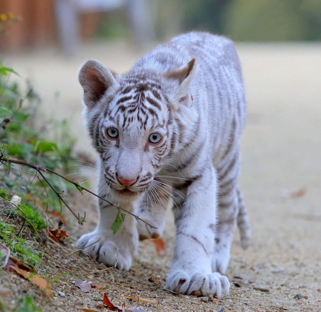 散歩する「しろとり動物園」のベンガルトラの赤ちゃんハク（しろとり動物園提供）