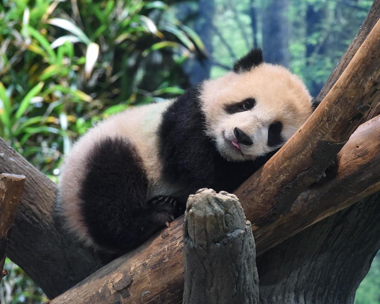 上野動物園の双子のジャイアントパンダ。雄のシャオシャオ。208日齢。1月17日撮影（東京動物園協会提供）