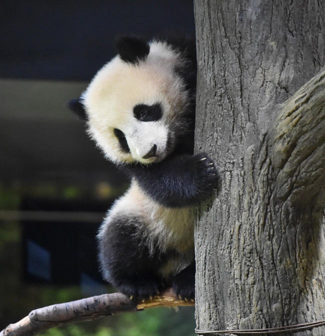 上野動物園の双子のジャイアントパンダ。雌のレイレイ。208日齢。1月17日撮影（東京動物園協会提供）