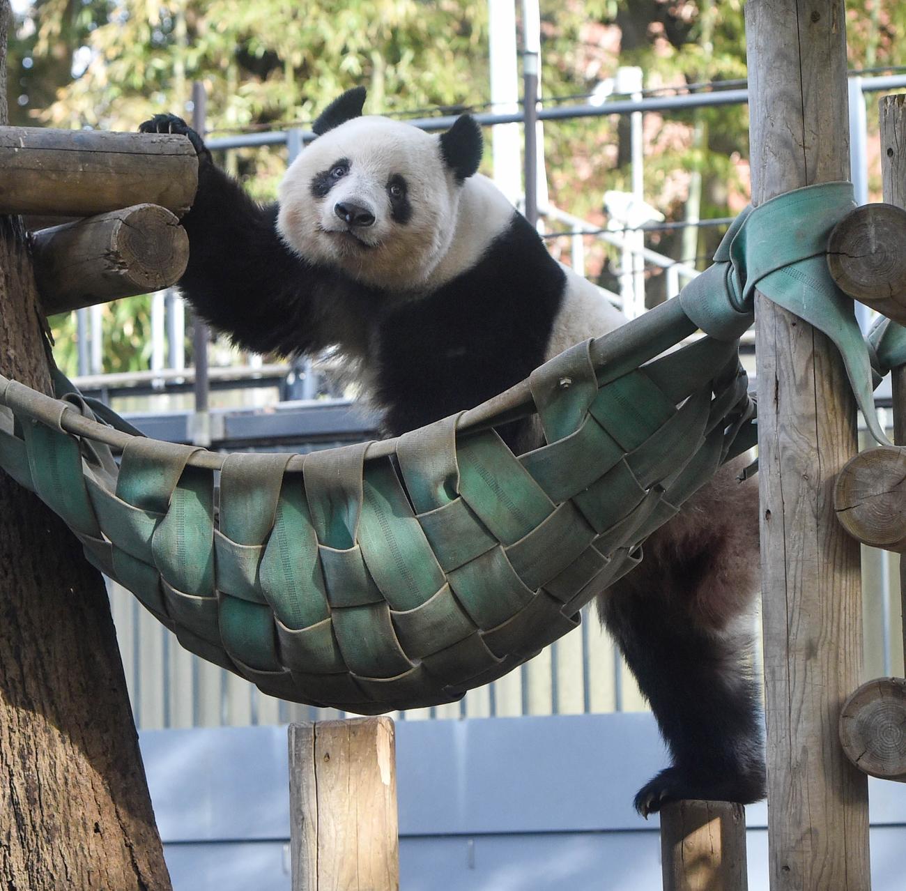 上野動物園の双子パンダのお姉さんシャンシャン。1月17日撮影（東京動物園協会提供）