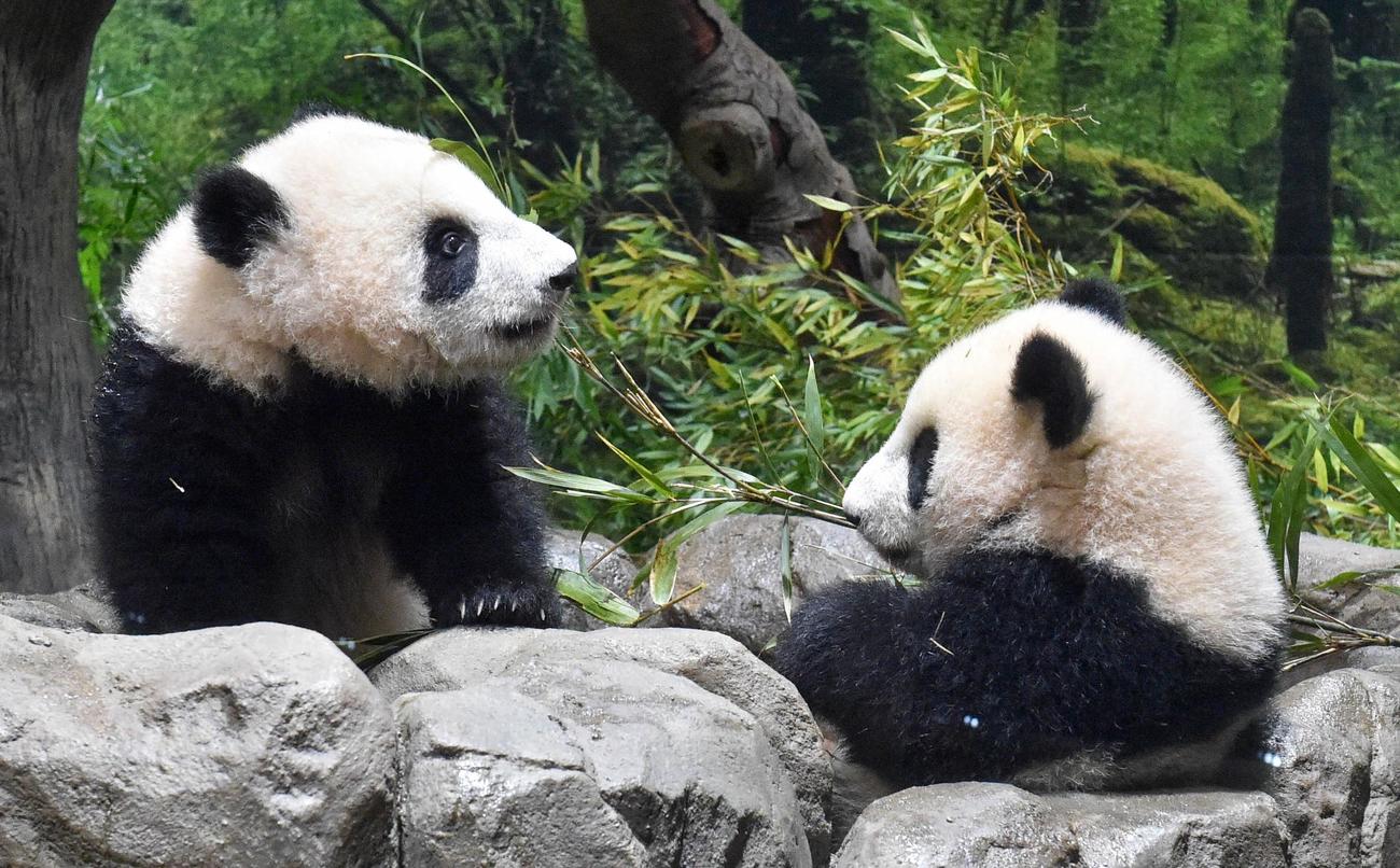上野動物園の双子のジャイアントパンダ。左が雄のシャオシャオ、右が雌のレイレイ。215日齢。1月24日撮影。（東京動物園協会提供）