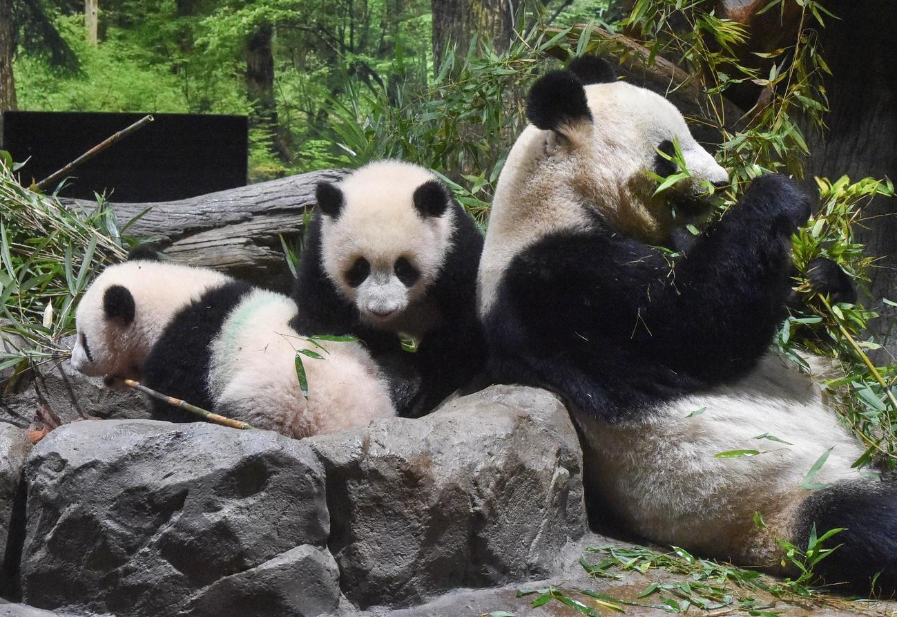 上野動物園のジャイアントパンダの母子。左が雄のシャオシャオ、中央が雌のレイレイ。215日齢。1月24日撮影。（東京動物園協会提供）