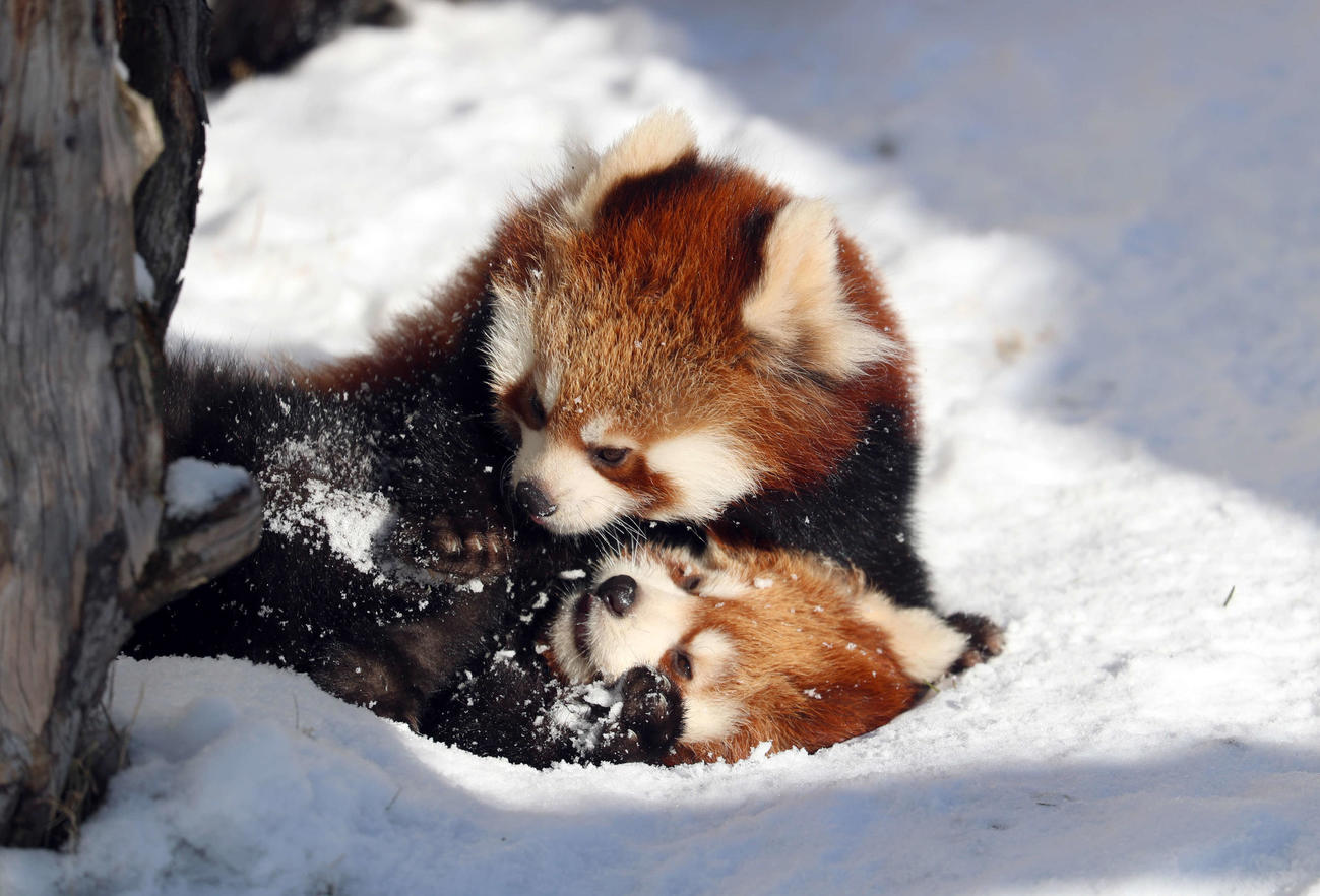 じゃれ合う双子のレッサーパンダの赤ちゃん＝21年12月18日撮影