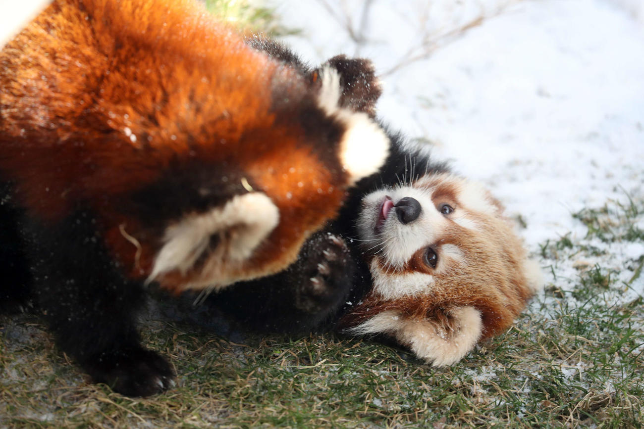 じゃれ合う双子のレッサーパンダの赤ちゃん＝21年12月18日撮影