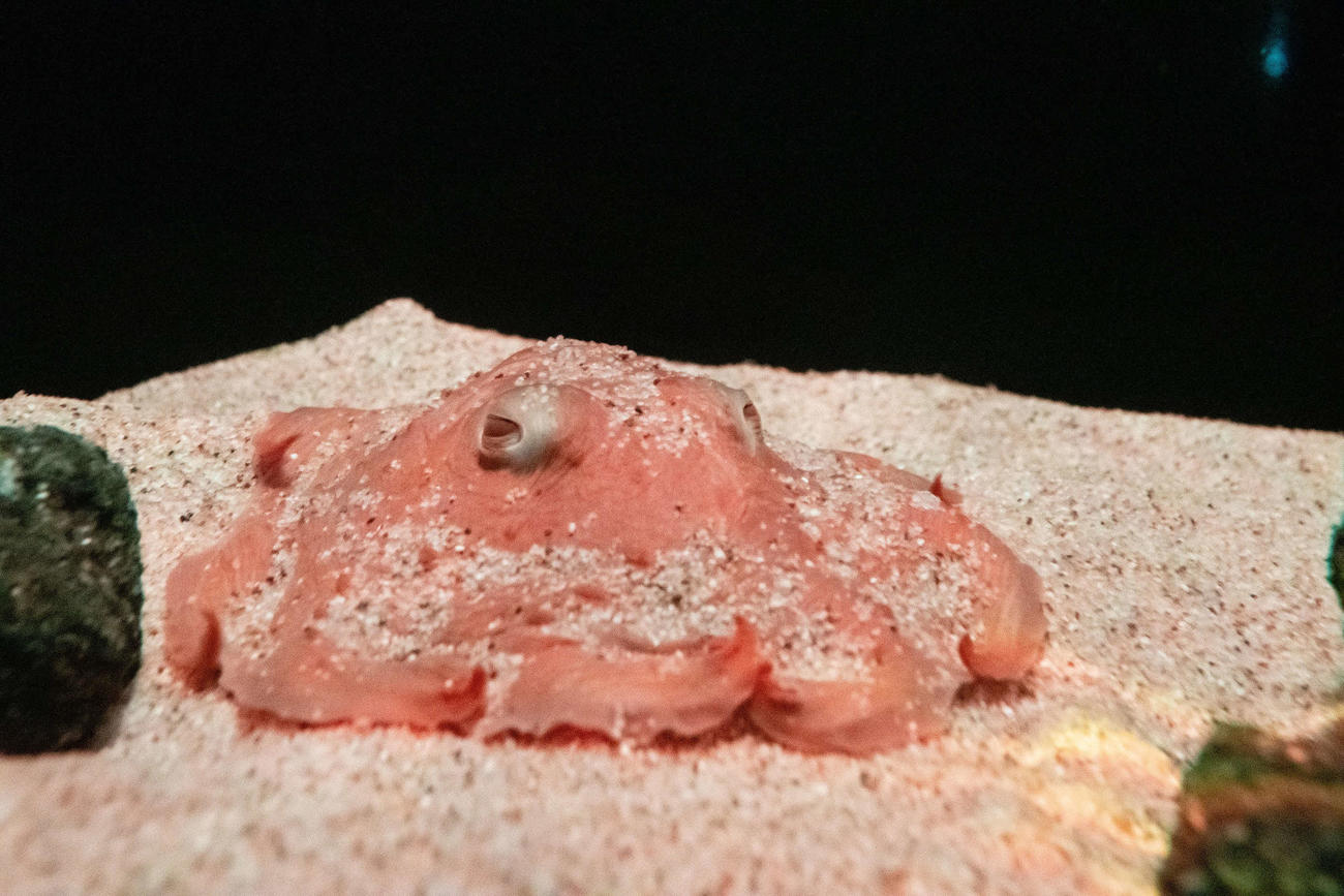 国内展示最長記録を達成したサンシャイン水族館のイベント「ゾクゾク深海生物2022」で展示されているメンダコ
