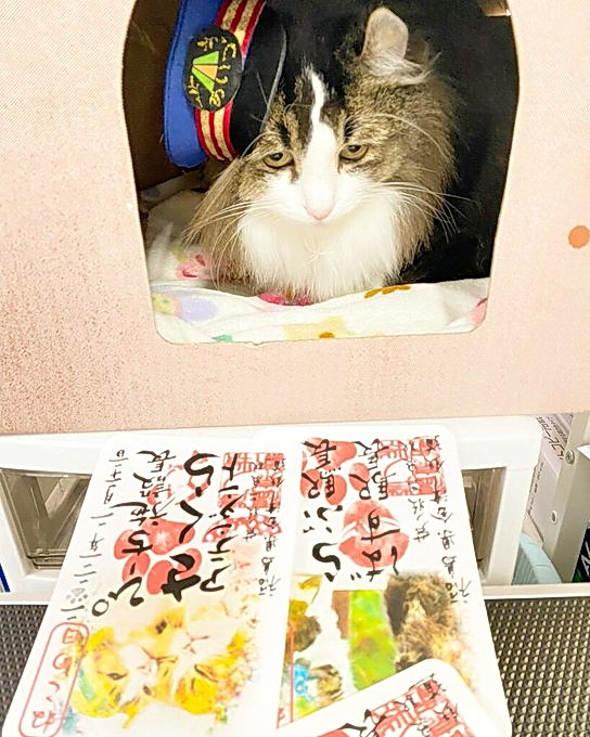 猫の日限定の猫御朱印を見つめる会津鉄道芦ノ牧温泉駅「らぶ駅長」（会津鉄道提供）