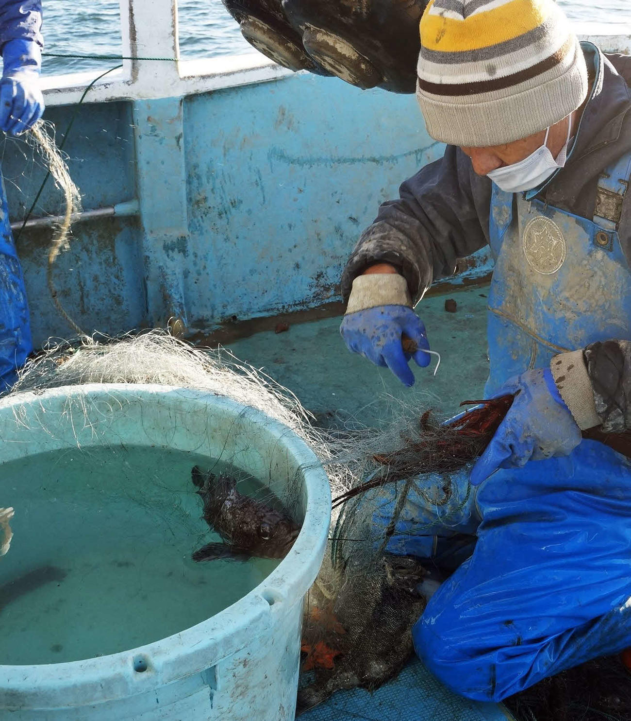 小名浜沖の刺し網漁で網に絡まってとれる良型のイセエビ