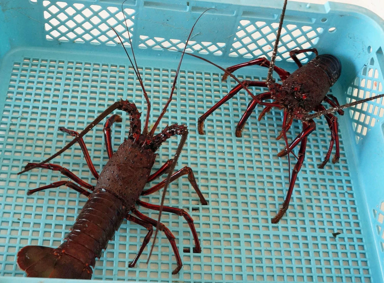 小名浜沖で水揚げされたイセエビ