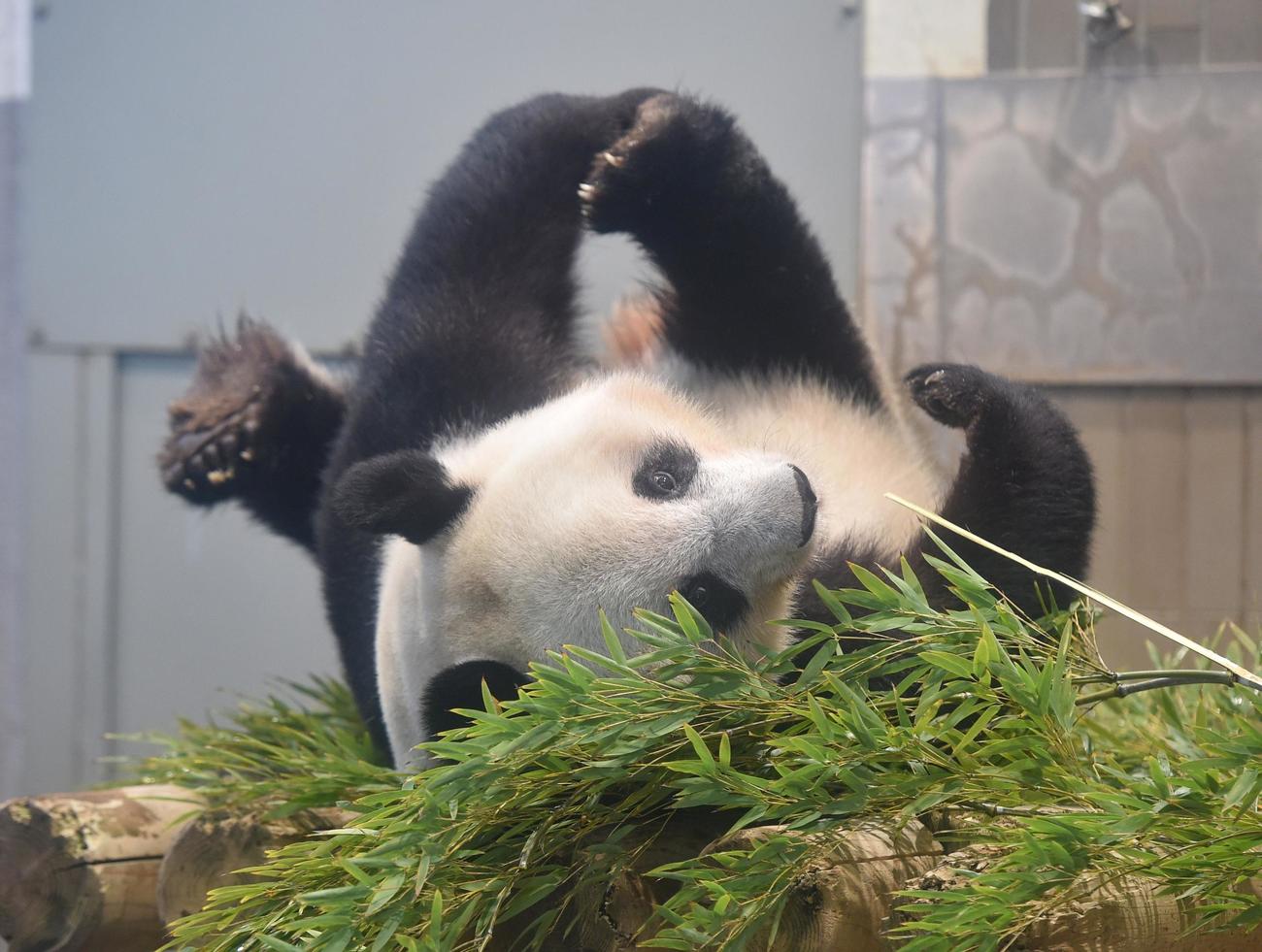 上野動物園のジャイアントパンダ。双子のお姉さんシャンシャン。3月14日撮影。（東京動物園協会提供）