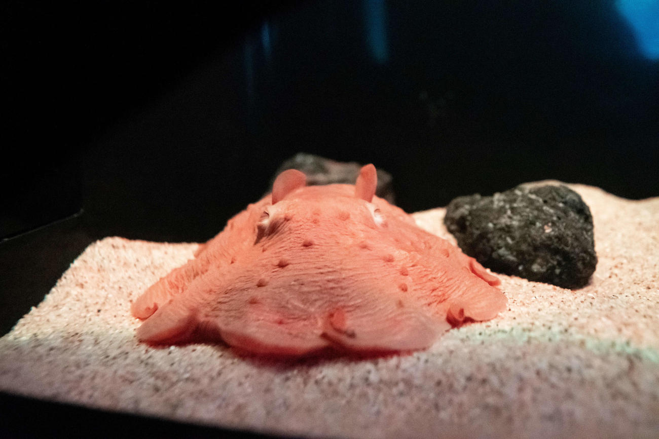 サンシャイン水族館で展示されていたメンダコ