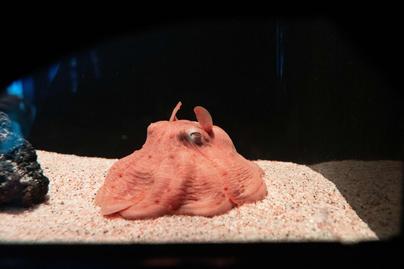 サンシャイン水族館で展示されていたメンダコ