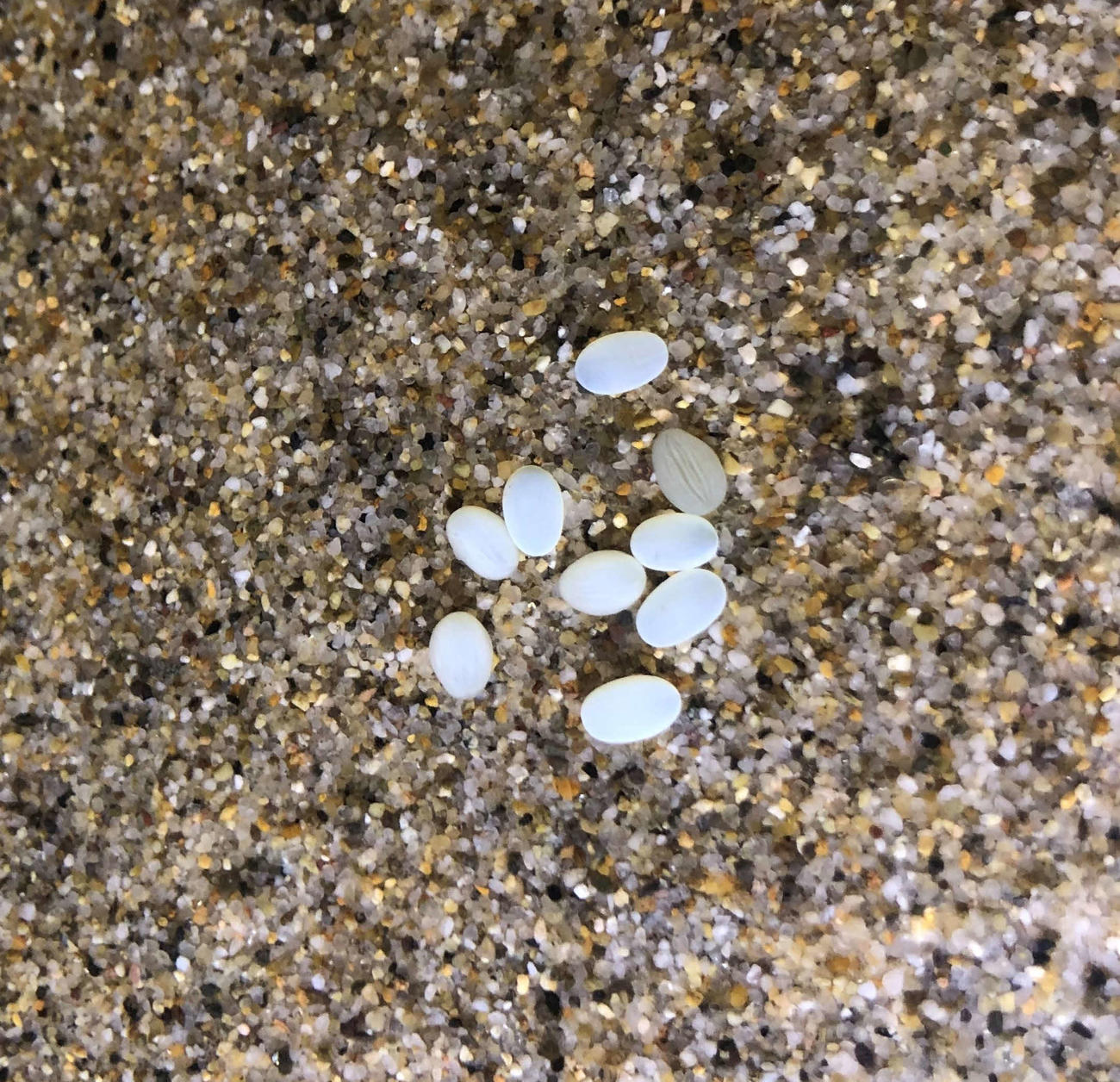 サンシャイン水族館で死亡が確認されたメンダコの残した卵
