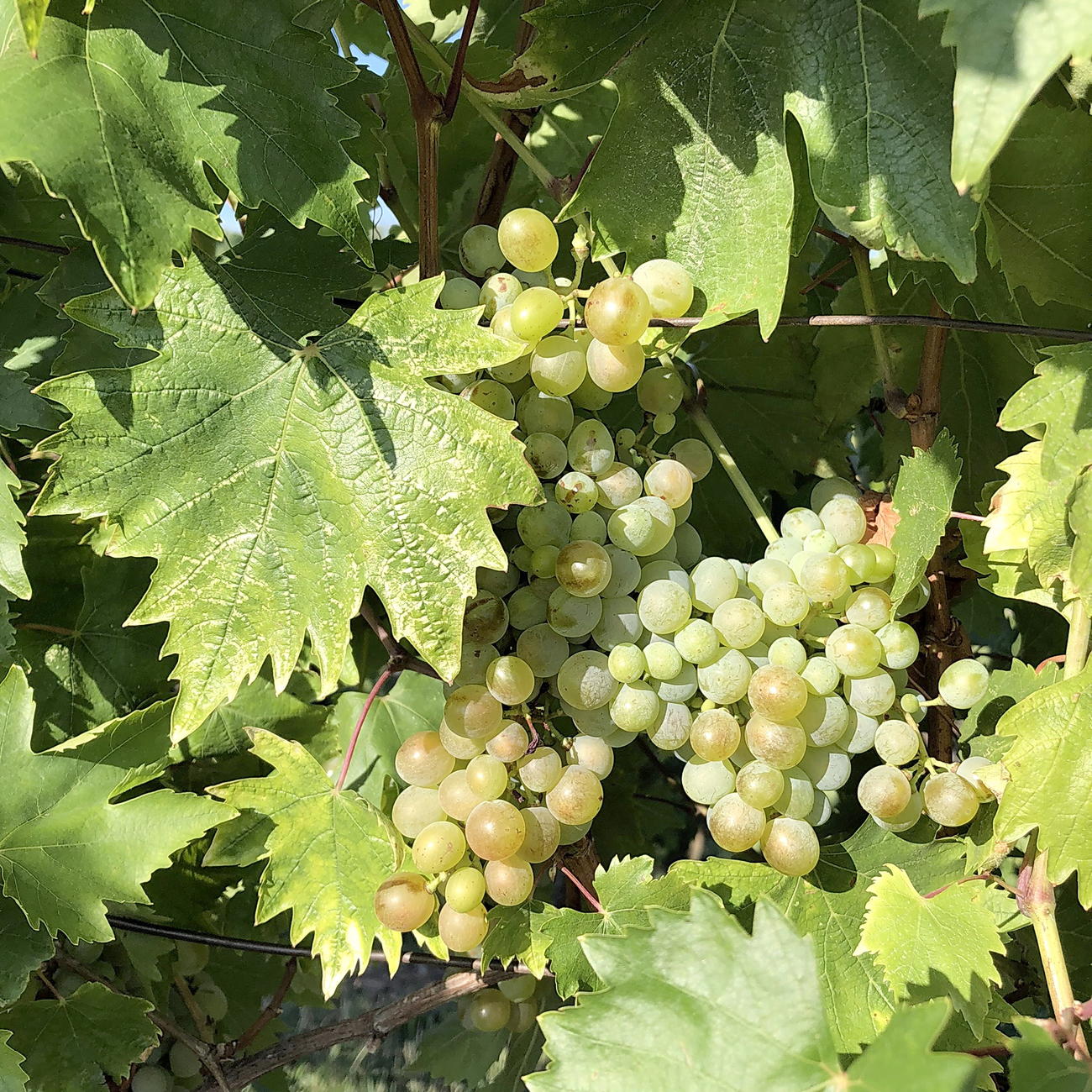 スロベニアの白ブドウ種「ゼレン」（365wine提供）