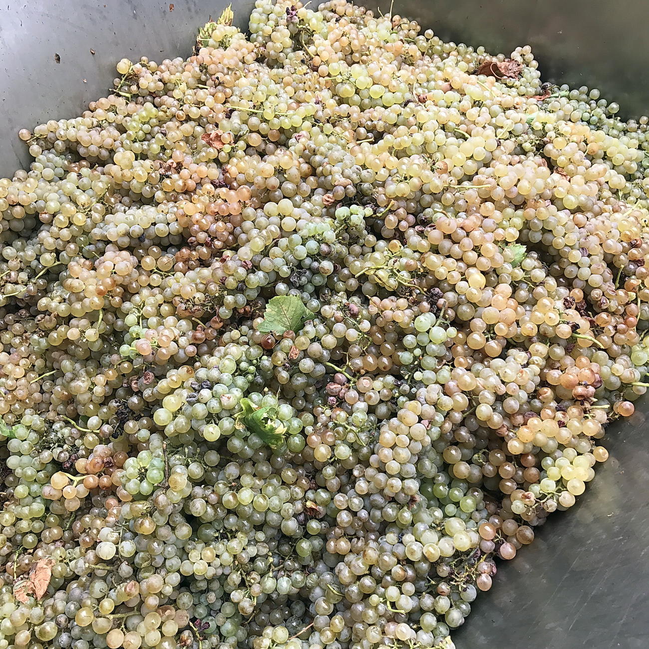 収穫されたスロベニアの白ブドウ種「ゼレン」（365wine提供）