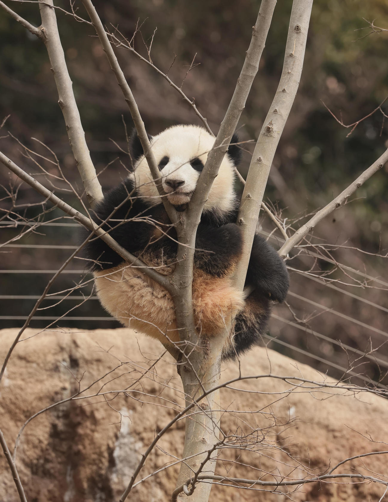 再開園した上野動物園で木に登るジャイアントパンダの双子のレイレイ（撮影・野上伸悟）