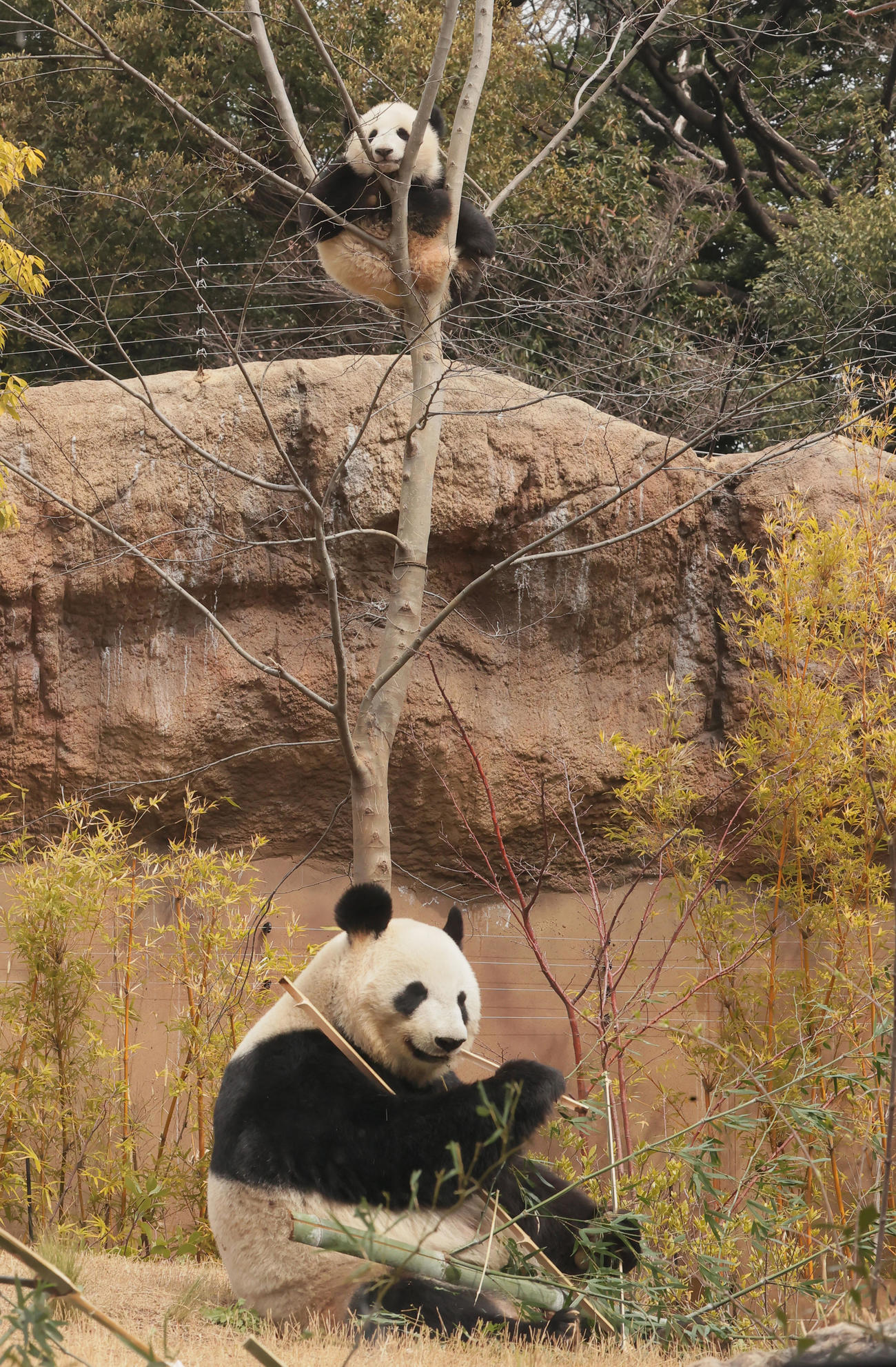 再開園した上野動物園で木に登るジャイアントパンダの双子のレイレイ（上）。下は母のシンシン（撮影・野上伸悟）