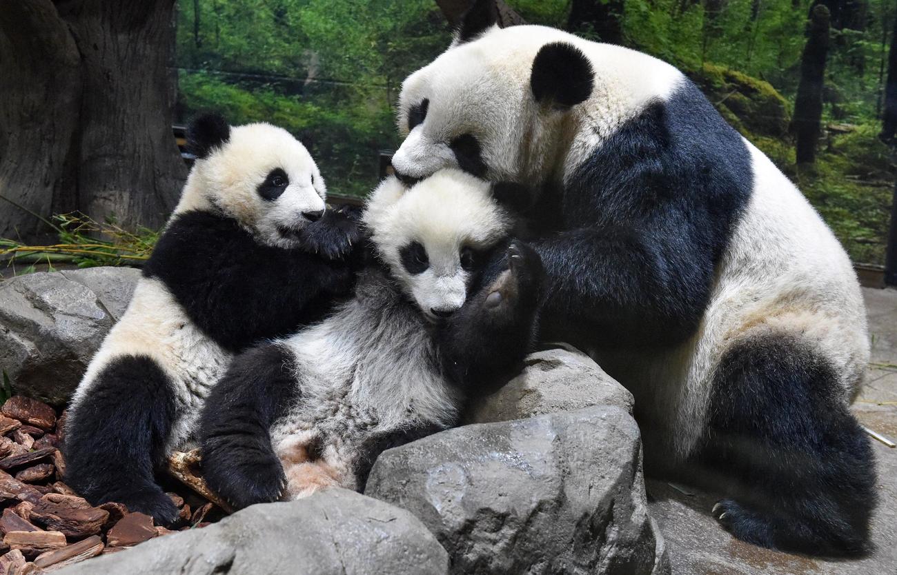上野のジャイアントパンダの母子。左が雌のレイレイ、中央が雄のシャオシャオ（ともに272日齢）、右が母親シンシン。3月22日撮影（東京動物園協会提供）
