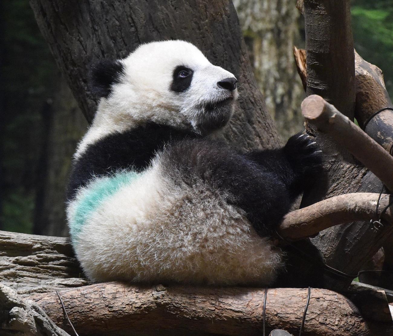 上野の双子のジャイアントパンダ。雄のシャオシャオ。272日齢。3月22日撮影（東京動物園協会提供）