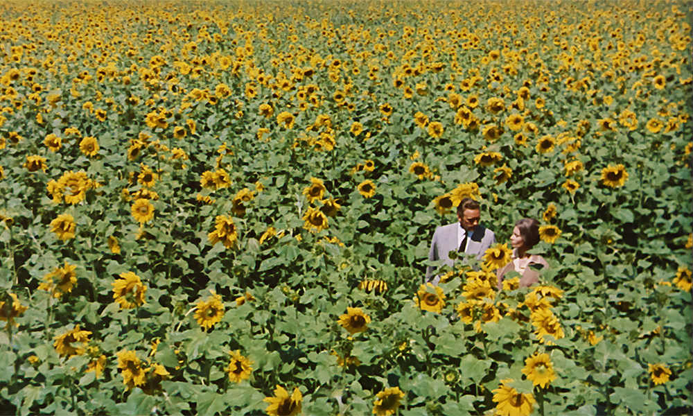 映画「ひまわり」のひまわり畑のシーン（C）1970-COMPAGNIA CINEMATOGRAFICA CHAMPION(IT)-FILMS CONCORDIA(FR)-SURF FILM SRL, ALL RIGHTS RESERVED.