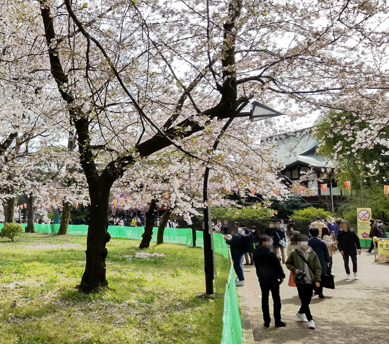 上野公園では桜の木が密集している場所には簡易フェンスが張り巡らされ、侵入禁止エリアになっていた（撮影・寺沢卓）※一部加工