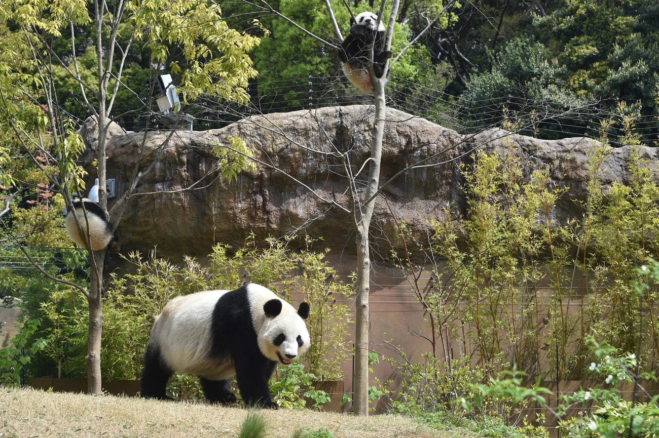 上野動物園のジャイアントパンダの母子。左が双子の雄シャオシャオ、右が雌レイレイ（ともに292日齢）。中央が母親シンシン。4月11日撮影（東京動物園協会提供）