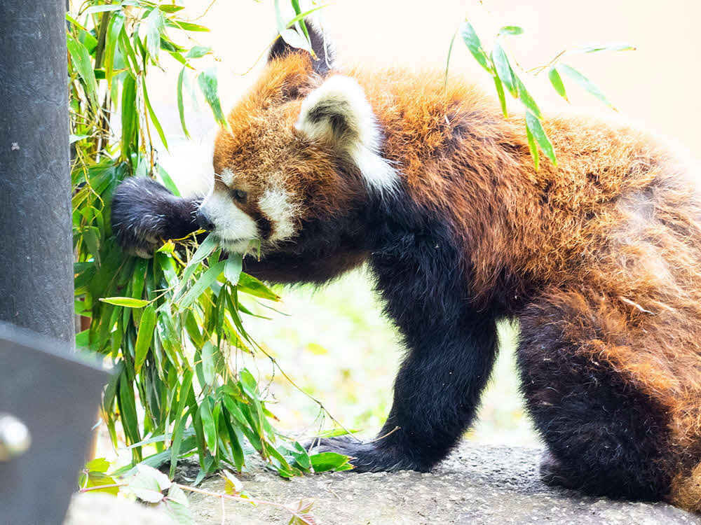 千葉市動物公園のレッサーパンダの風太君（21年撮影、同園提供）