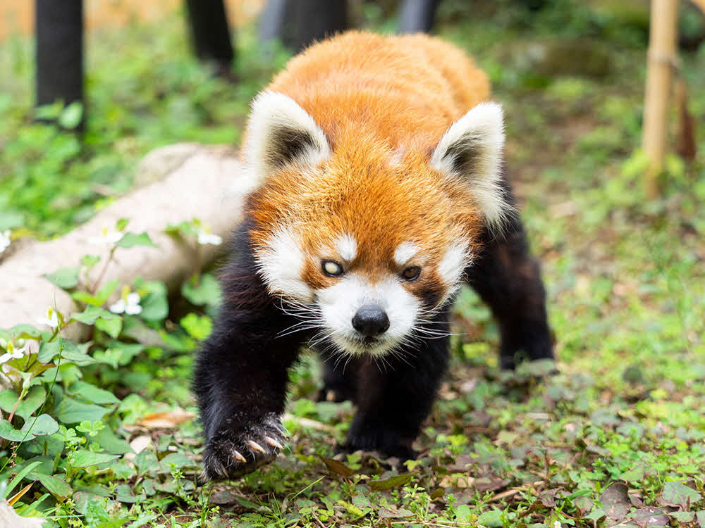 千葉市動物公園のレッサーパンダの風太君（21年撮影、同園提供）