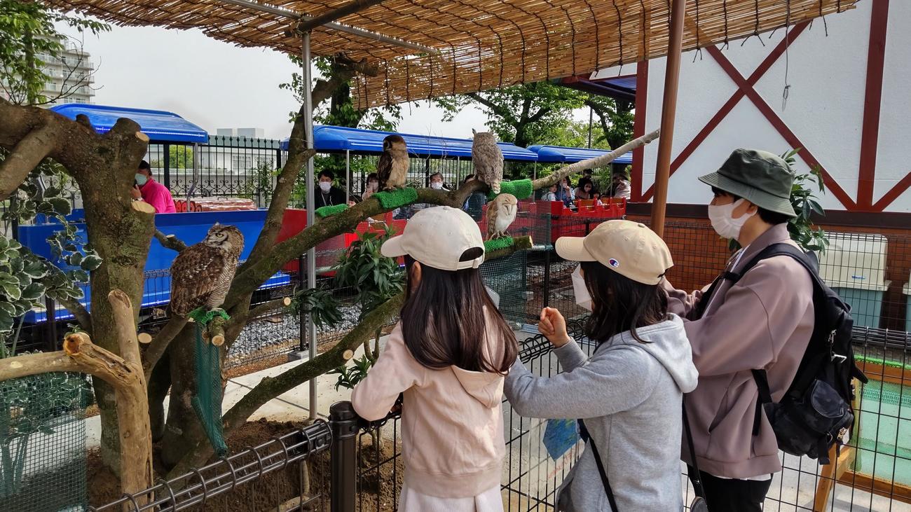 どうぶつ広場には新たにフクロウ、ミミズクが加わった（撮影・寺沢卓）