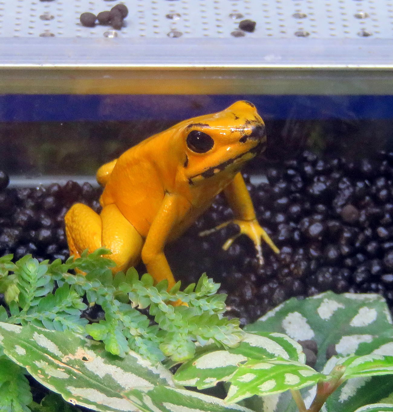 「世界の危険生物展」で展示されるモウドクフキヤガエル（撮影・鎌田直秀）