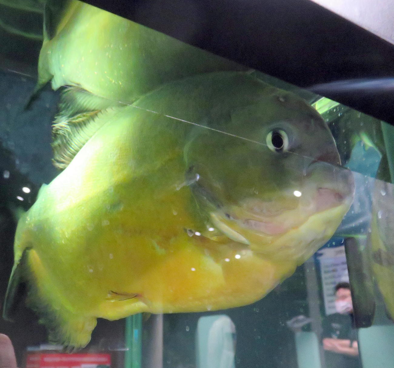「世界の危険生物展」で展示されるピラニア・ピラヤ（撮影・鎌田直秀）