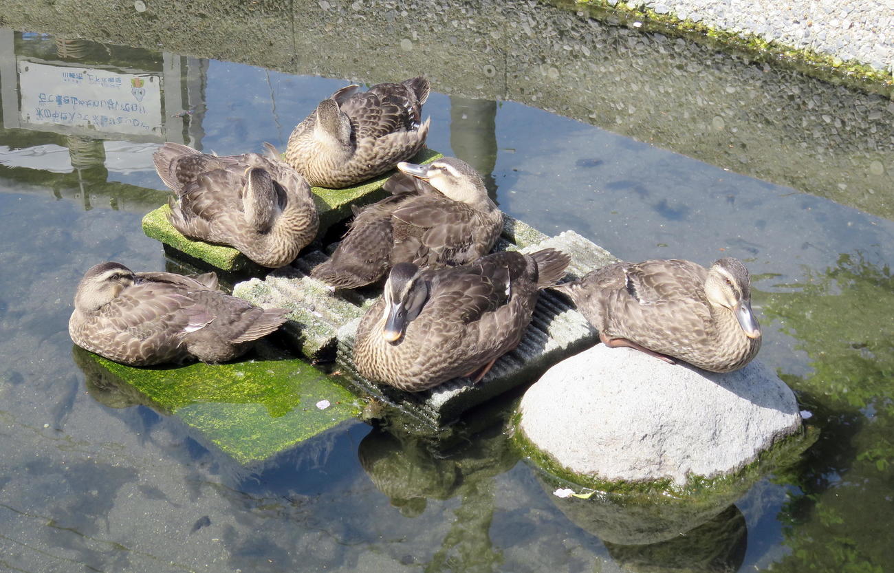 母ガモ（手前）に寄り添いながら昼寝するカルガモの子どもたち（撮影・鎌田直秀）