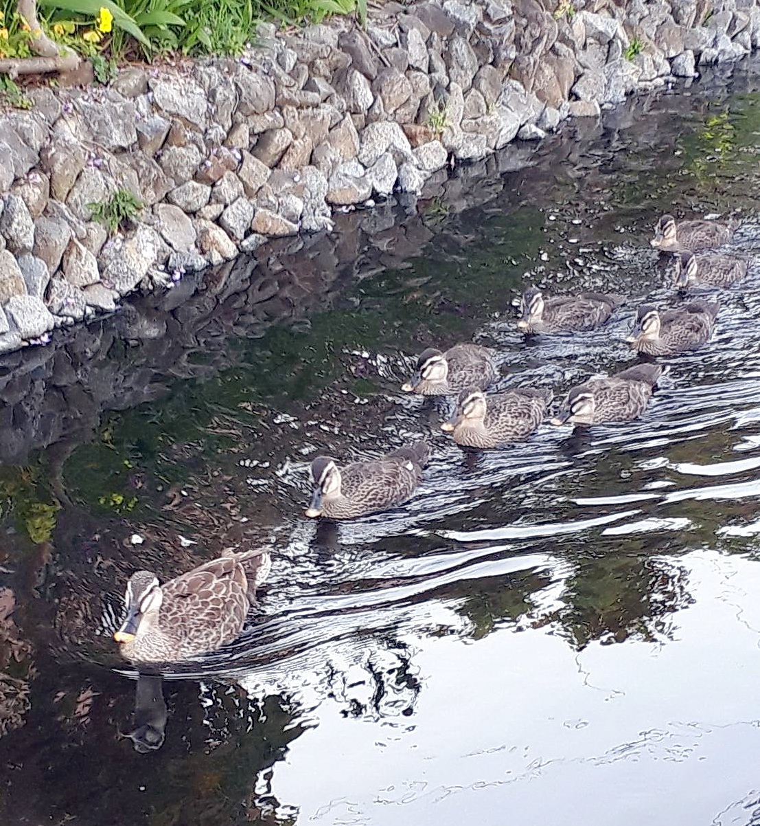 母ガモ（左端）を先頭にきれいに並んで泳ぐカルガモの子どもたち（撮影・鎌田直秀）