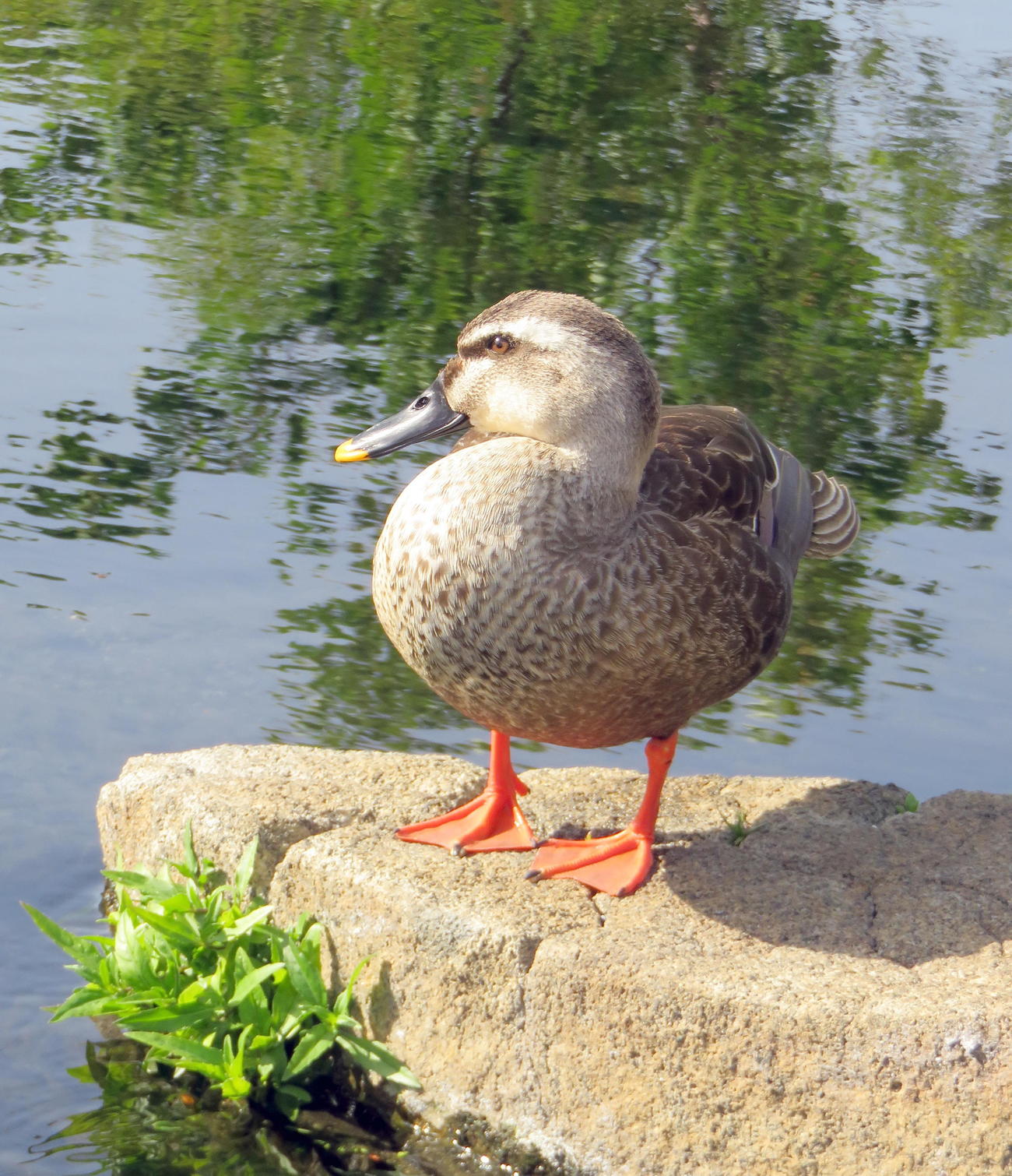 母子が昼寝している間も近くで見守るカルガモの父（撮影・鎌田直秀）