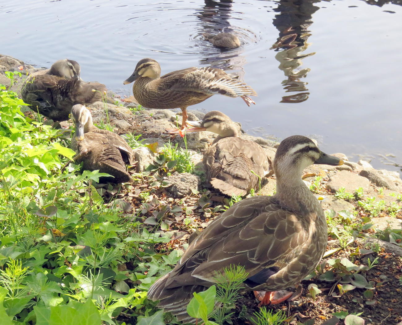 母ガモ（手前）に寄り添いながら日光浴するカルガモの子どもたち（撮影・鎌田直秀）
