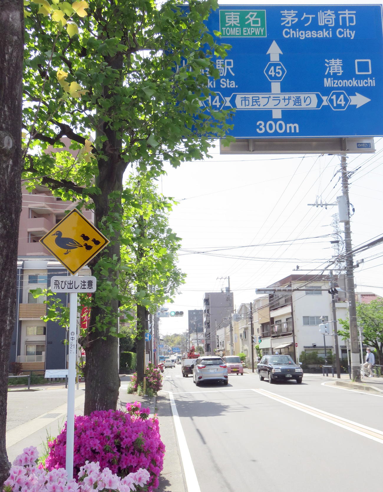 交通量の多い中原街道に設置されている「カルガモ飛び出し注意」の道路標識（撮影・鎌田直秀）