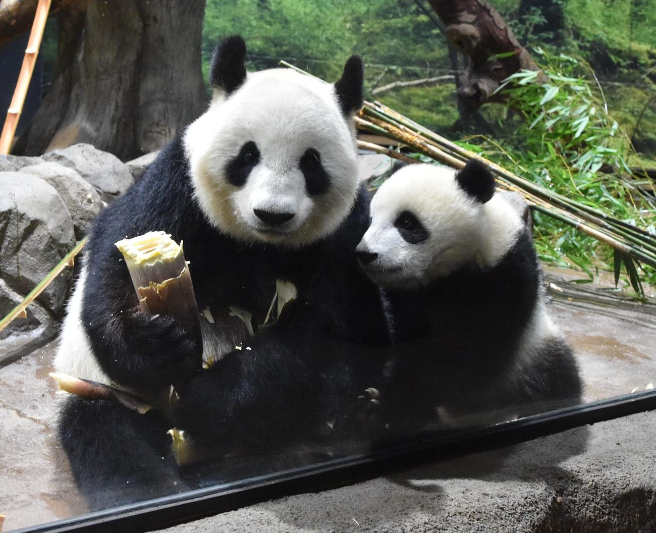 上野動物園のジャイアントパンダ。母親シンシン（左）と双子の雄シャオシャオ（306日齢）。4月25日撮影（東京動物園協会提供）