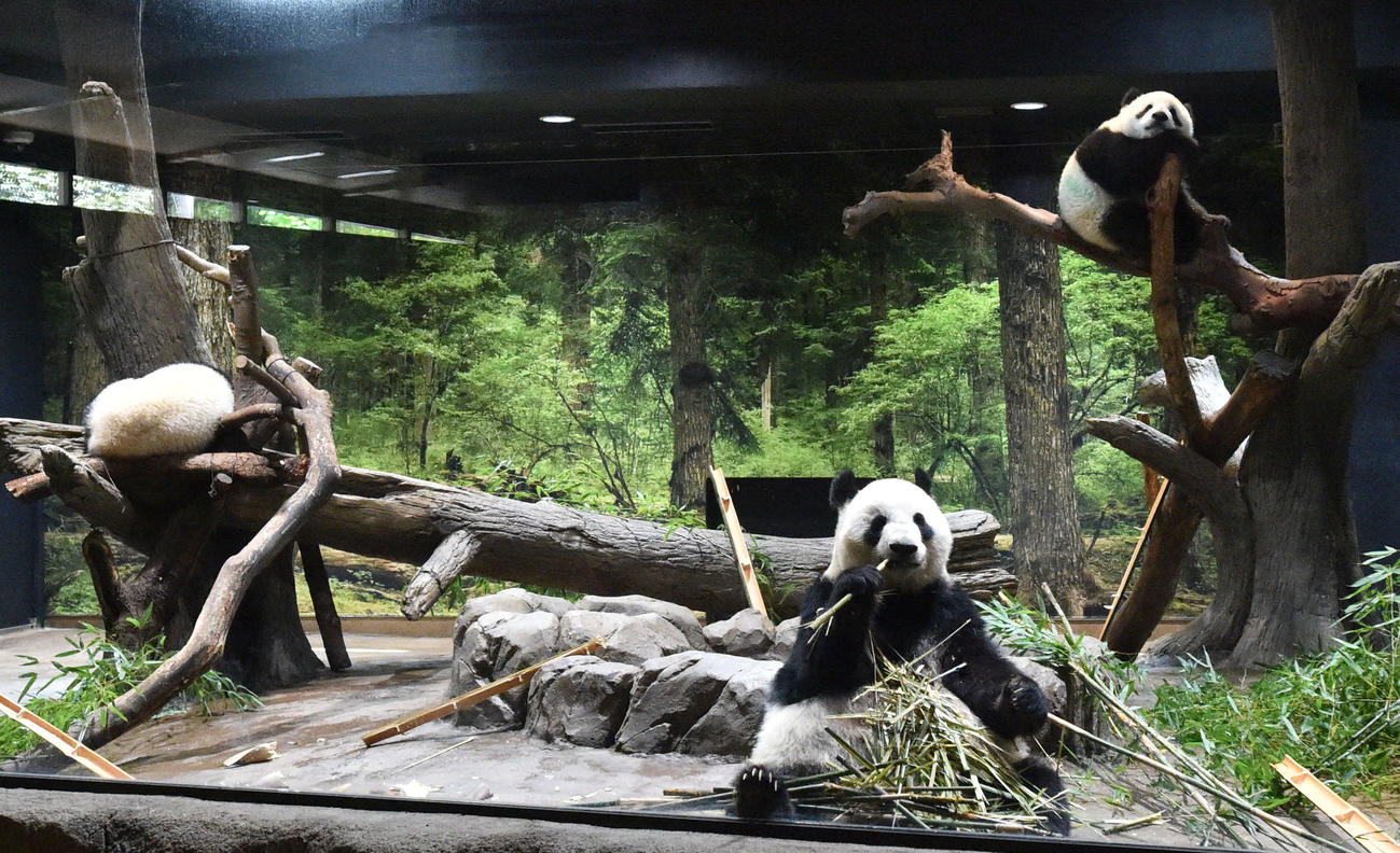 上野動物園のジャイアントパンダの母子。左が双子の雌レイレイ、右が雄シャオシャオ（ともに306日齢）。中央が母親シンシン。4月25日撮影（東京動物園協会提供）