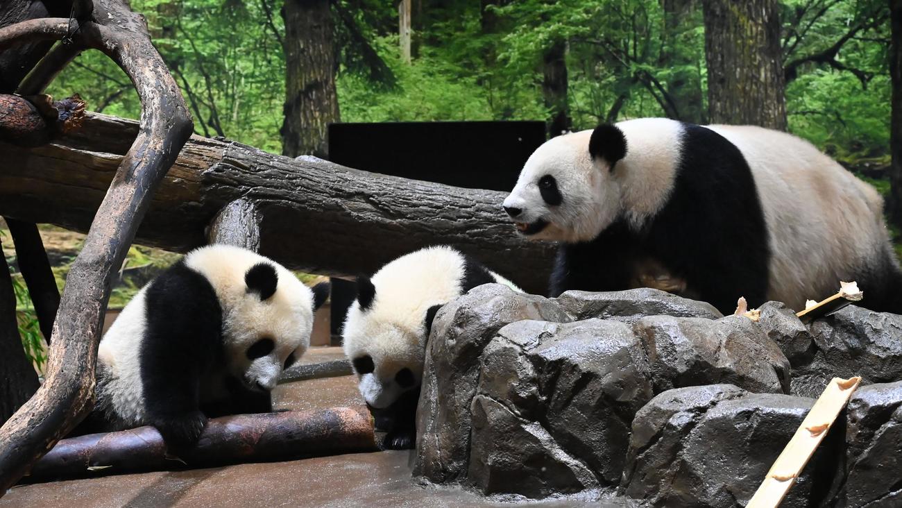 上野動物園のジャイアントパンダの母子。左から双子の雌レイレイ、雄シャオシャオ（ともに320日齢）、母親シンシン。5月9日撮影（東京動物園協会提供）